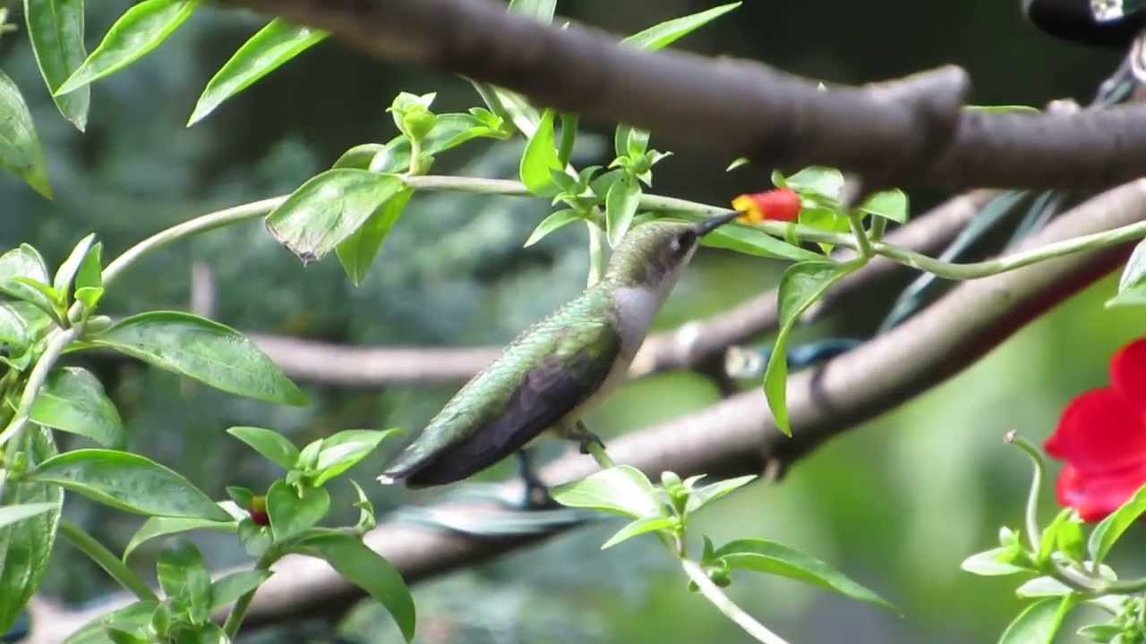 'Ruby-throated Hummingbird' Loses His 'Candy Corn'