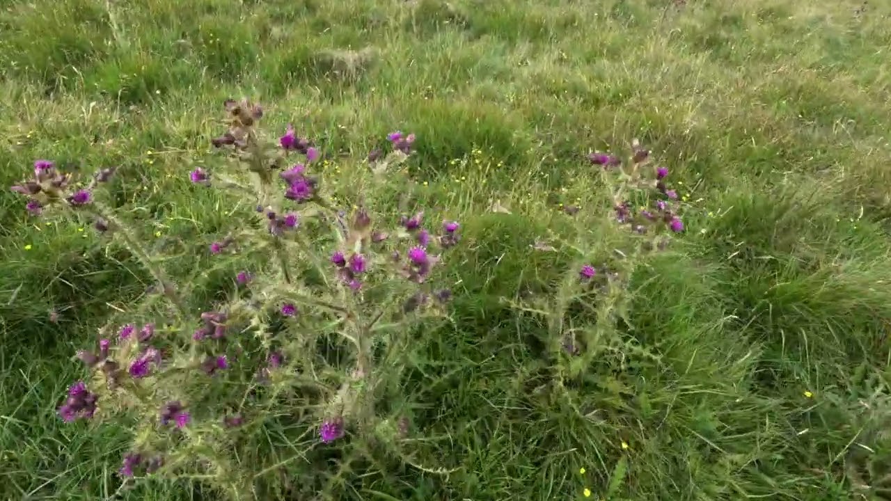 Walk around Mousa, South Mainland, Shetland