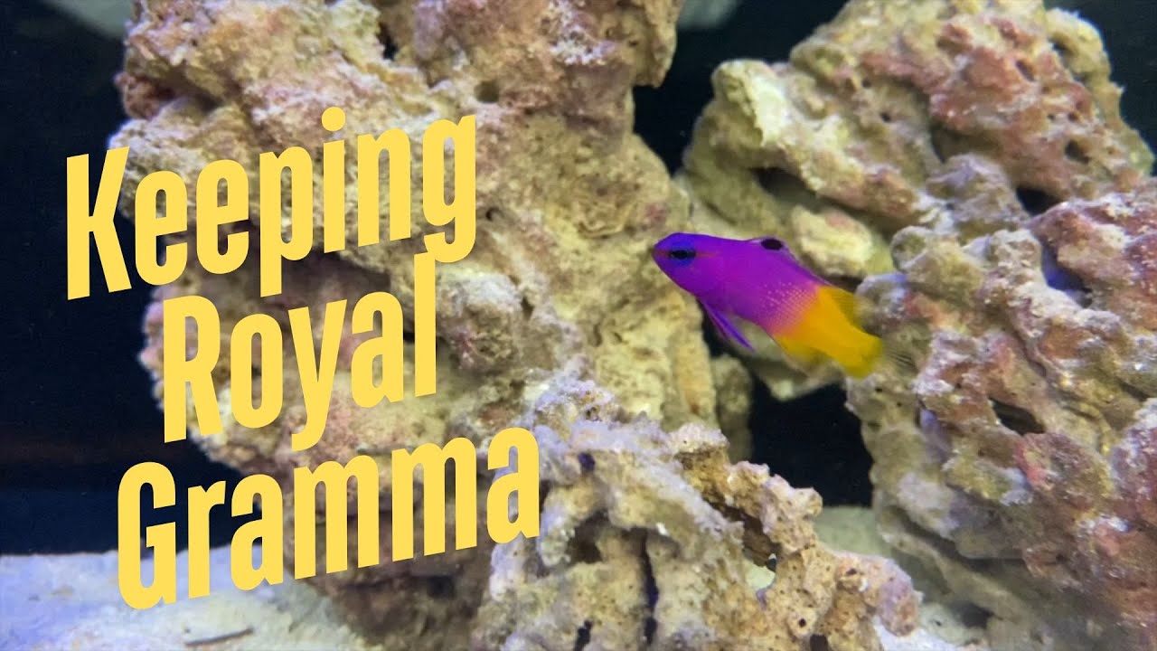 Keeping the Royal Gramma in your home Aquarium
