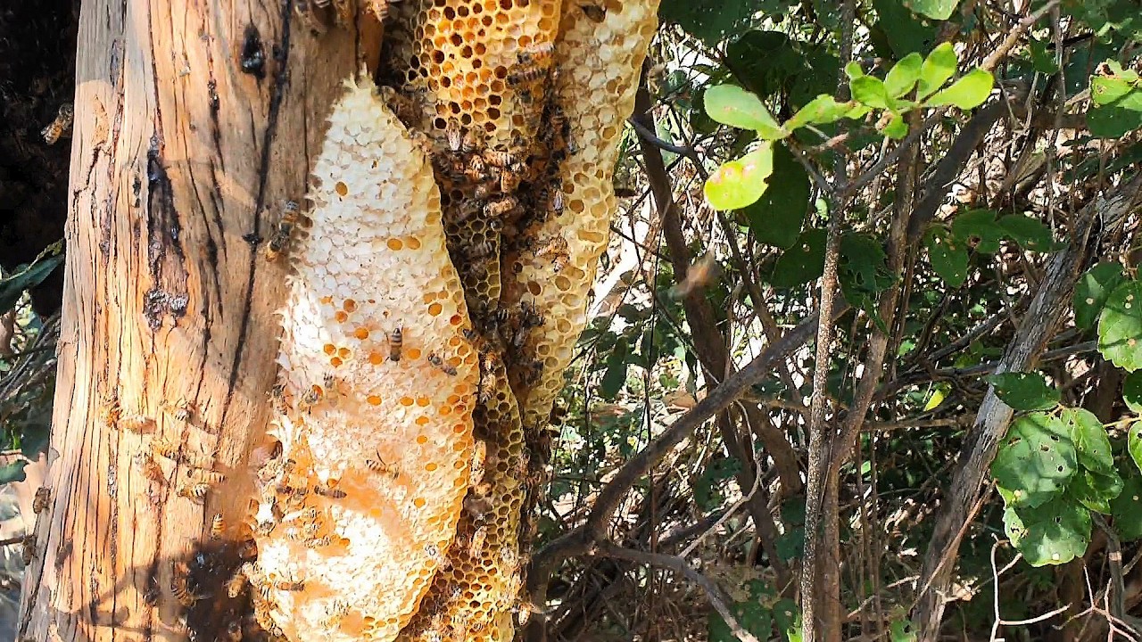 ABELHA COM MAIS DE 30 LITROS DE MEL TIRADA NO MEIO DA MATA 😱🐝