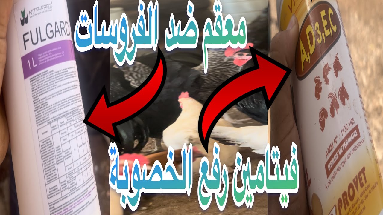 ظروري من التعقيم إلى بيتي تحافظ على الدجاج ديالك او تبعد من الأمراض مع أفضل فيتامين لرفع الخصوبة …