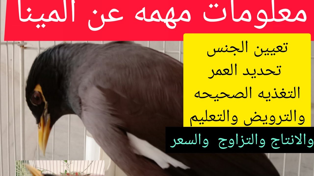 بعشرة دقائق اتعلم عن كل شئ عن المينا معلومات مهمه عن المينا عن تشخيص العمر وتعيين الجنس و