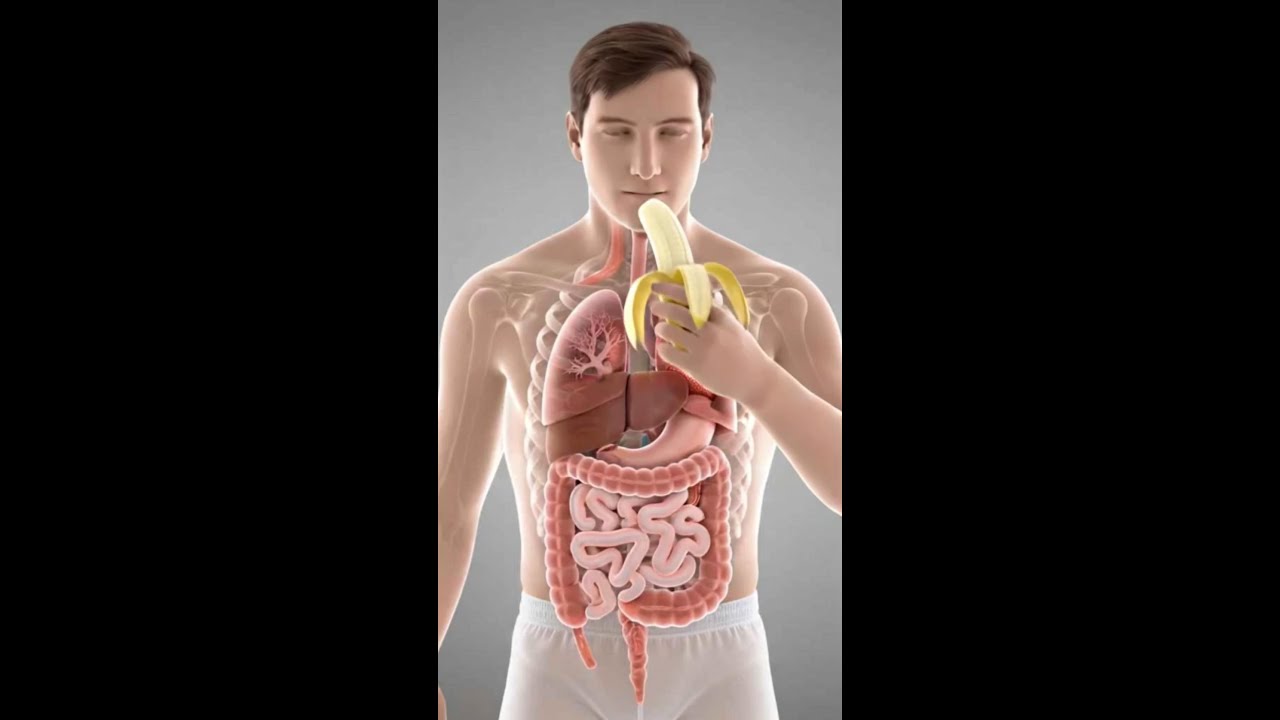 Inside the Human Body - Science in Motion#humanbody  #3danimation #digestivesystem