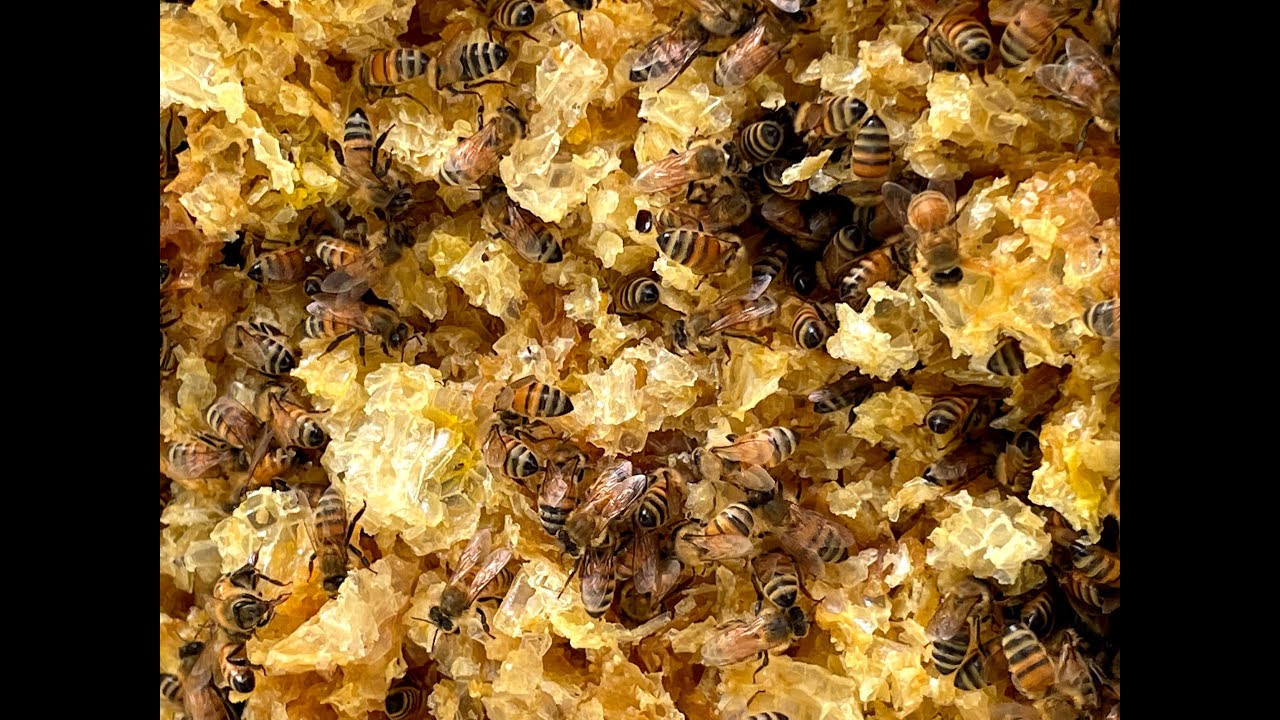 Beekeeping Tip: Cleanup Party for the Bees