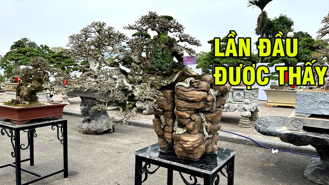 Lần đầu được ngắm bộ sưu tập Duối bonsai mini cực đẹp tại triển lãm Duối Việt Nam 2025