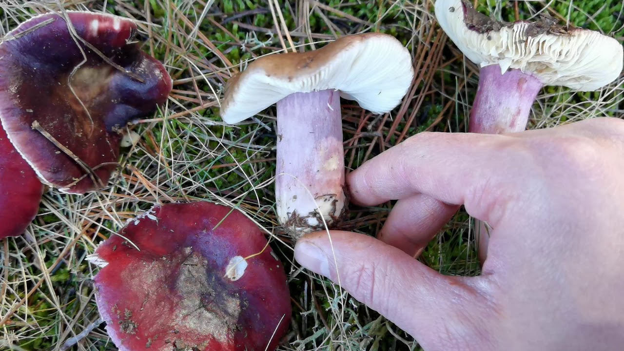 Características que identifican a Russula torulosa