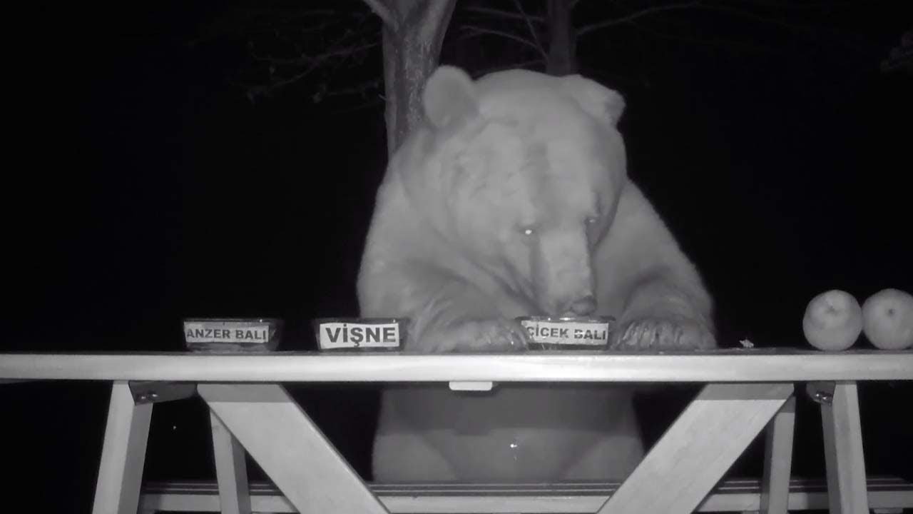Wild Bear Taste Tests Honey