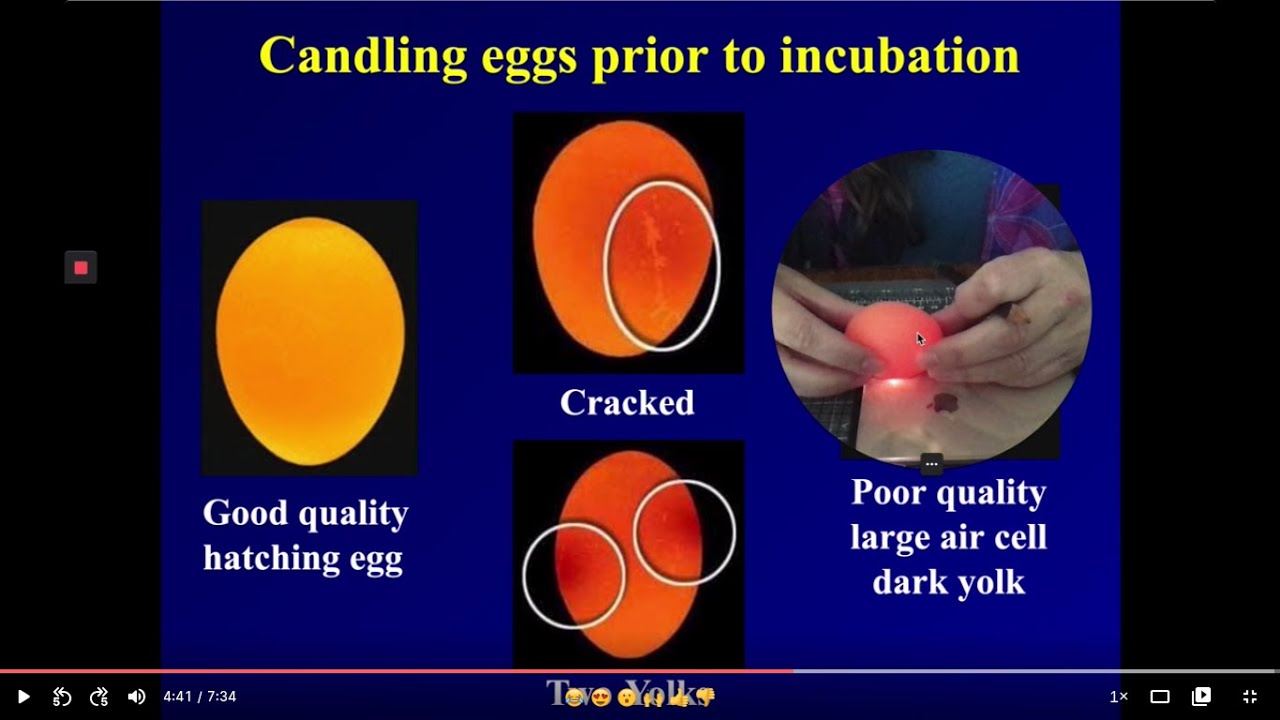 Candling Eggs before Incubation