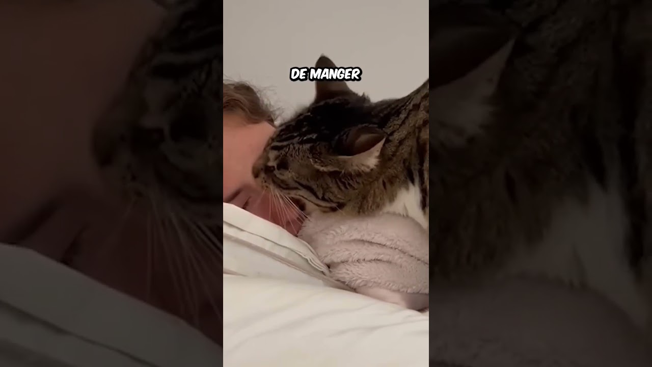 Comment montrer &agrave; son humain que vous &ecirc;tes bien chez lui.🤣(reste &agrave; la fin)