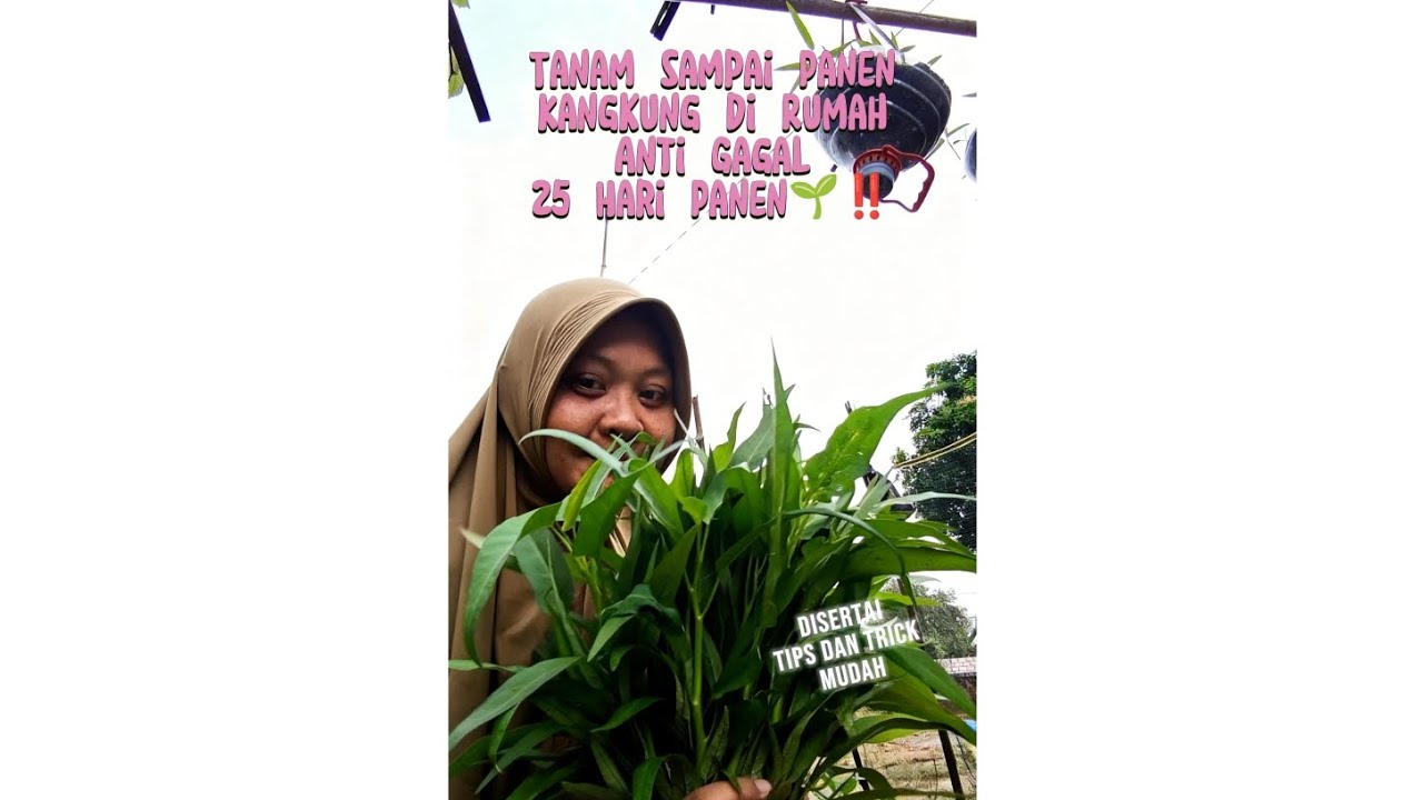 Jenis kangkung yang tahan hama, cepat panen, dan tekstur rasa lebih empuk. 