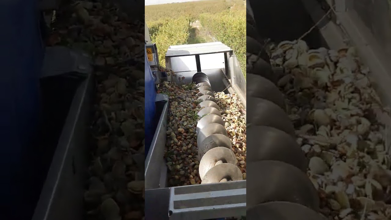 Cosechando Almendras. amigos de @aljemi8097. MALLEN ARAGÓN