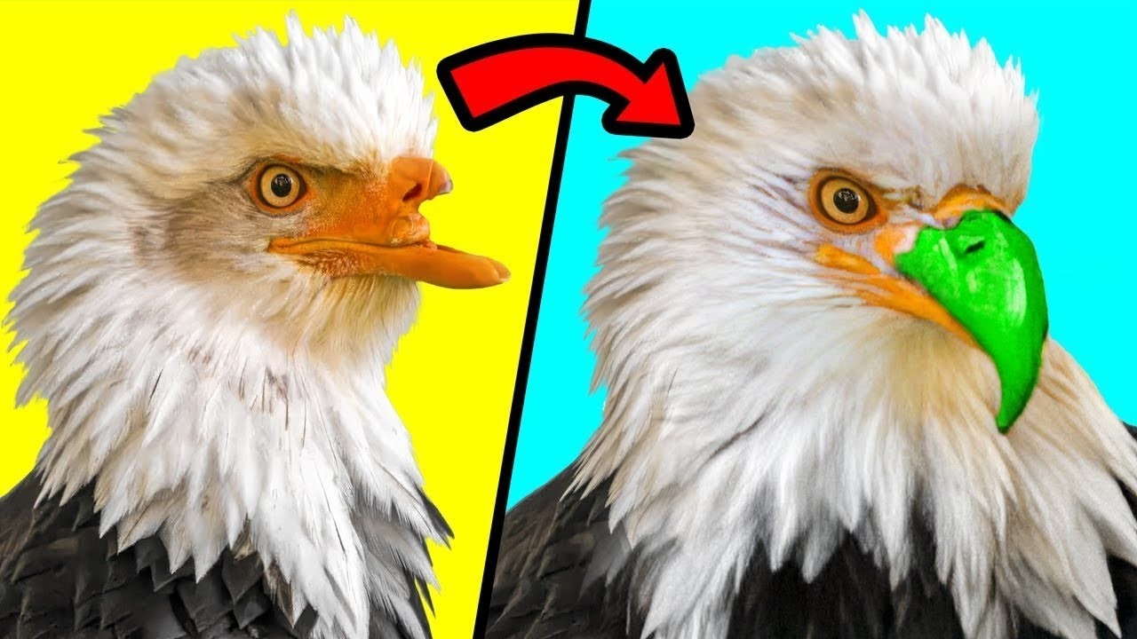 La Impresión 3D Le Dio A Estos Animales Una Segunda Oportunidad
