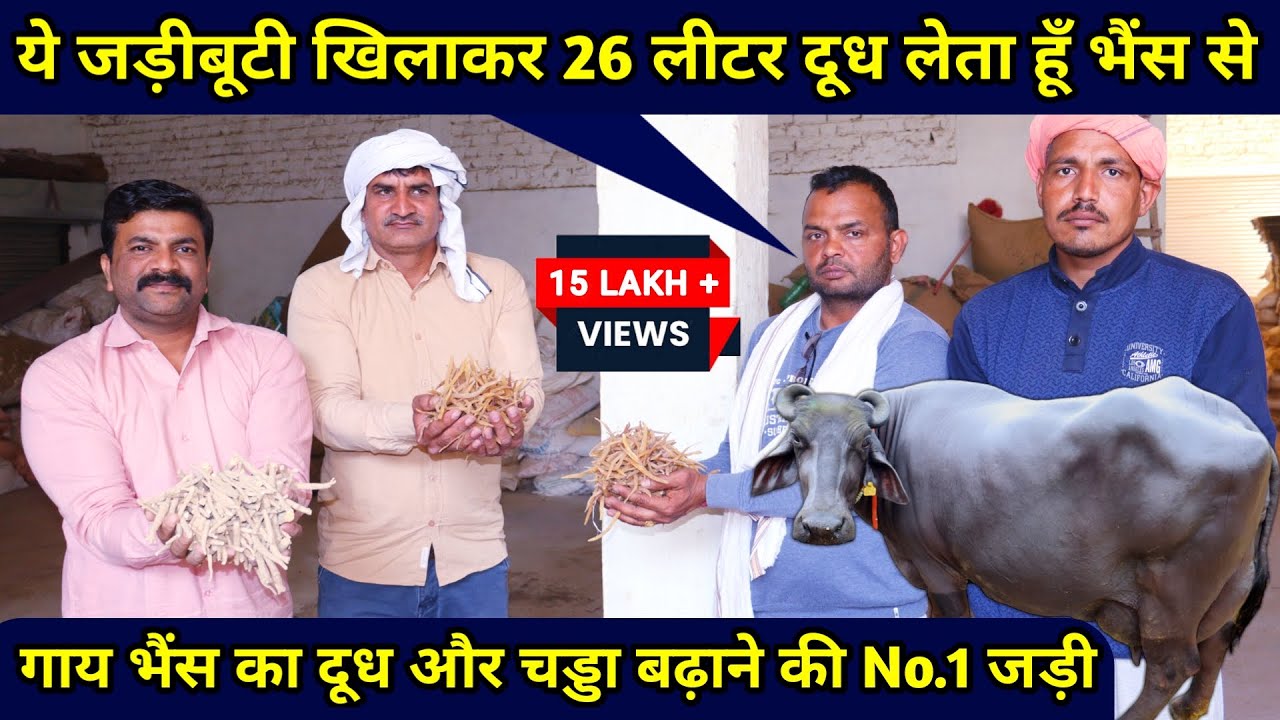 ये जड़ीबूटी खिलाकर 26 लीटर दूध लेता हूँ भैंस से 👍 | Doodh bdhane ka tarika | Vicky Pansari