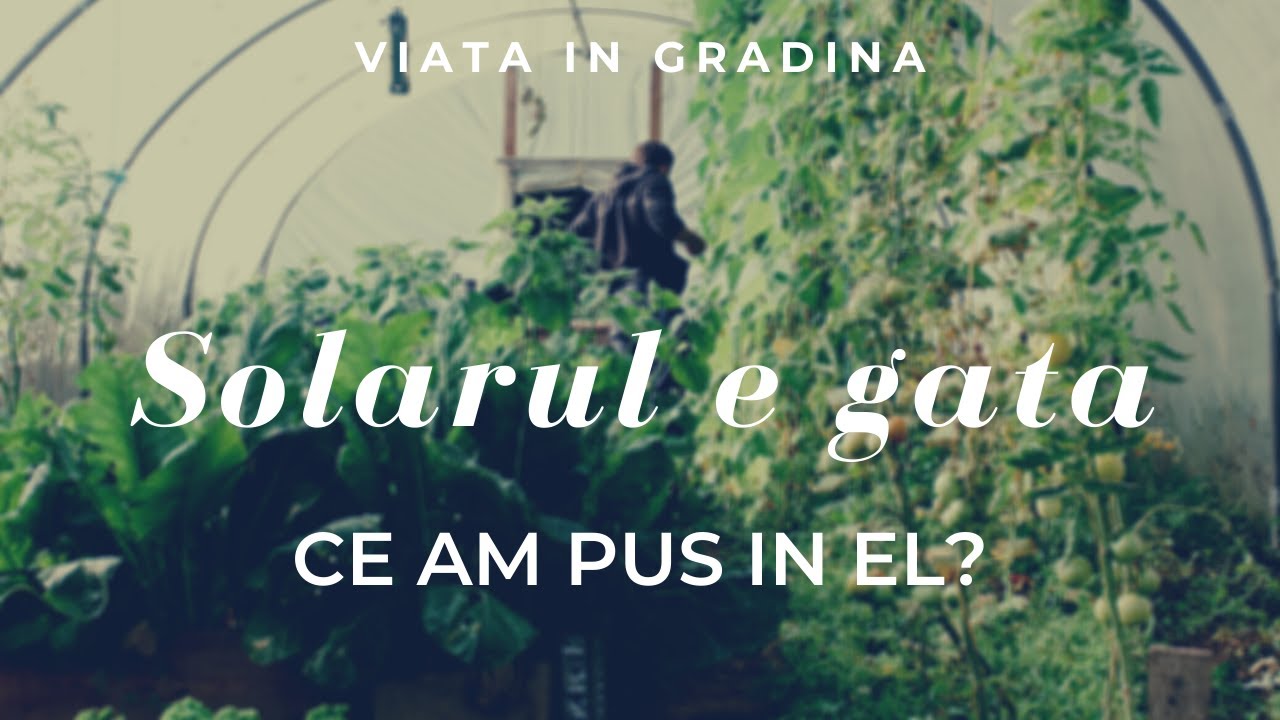 Solarul - ce legume poti cultiva in el | VIATA IN GRADINA
