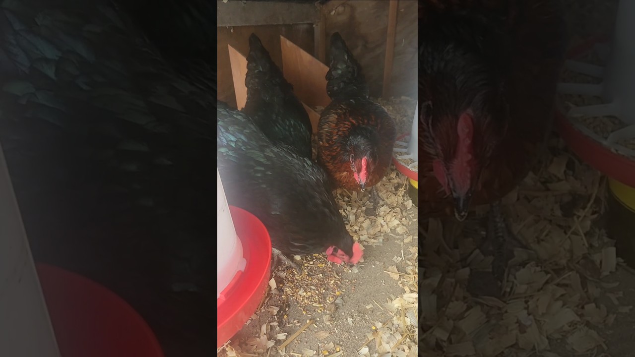 Chickens All Snowed in the Coop 