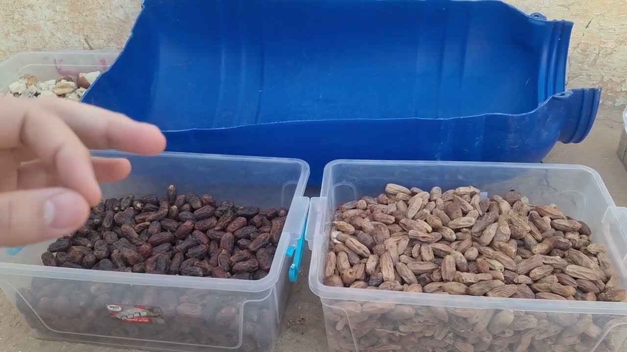 كيف تستخدم التمر لتسمين الأغنام بأقل تكلفة؟ (نتائج مذهلة). 
