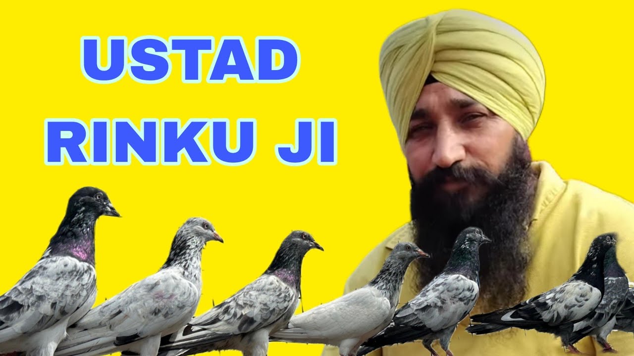 USTAD RINKU JI KA SHONK#pigeon #kasurikabootar #bird #kabootar #pigeonbird #kabutar #kabutar 