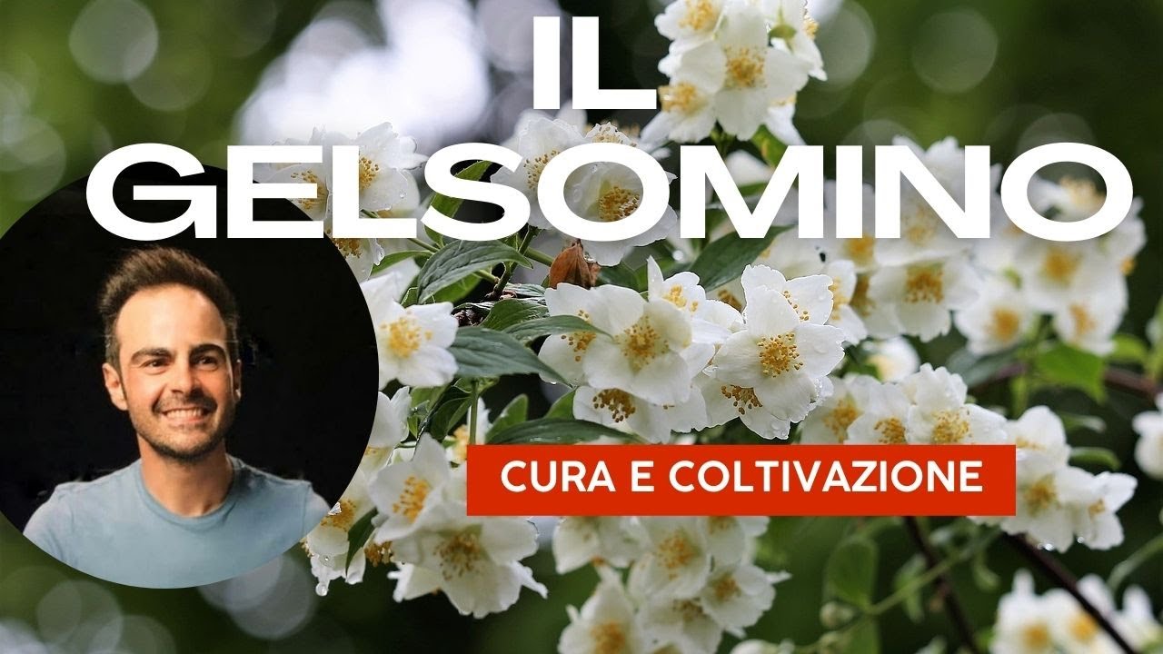 Il Gelsomino: coltivazione e varietà speciali