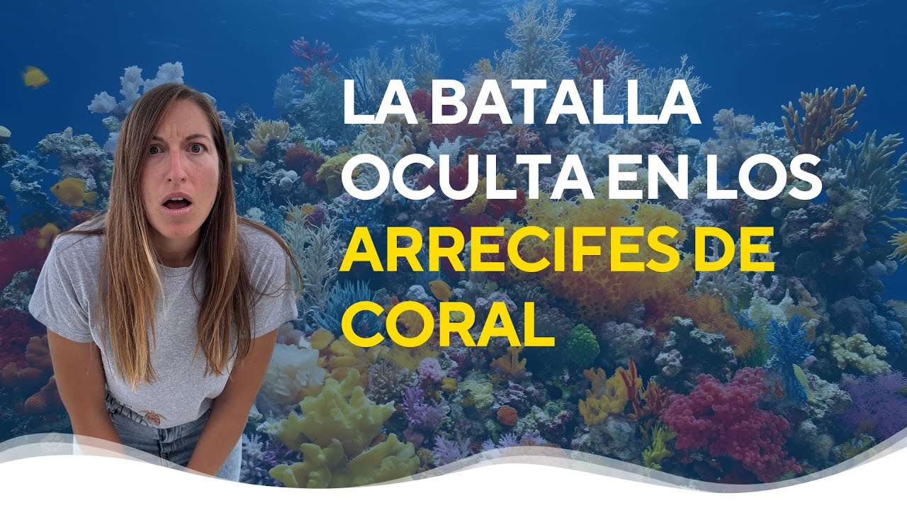 La batalla oculta en los arrecifes de coral