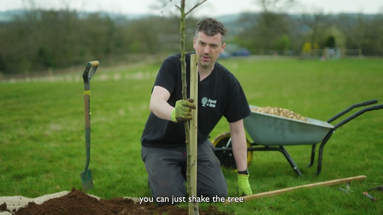How to plant a fruit tree!