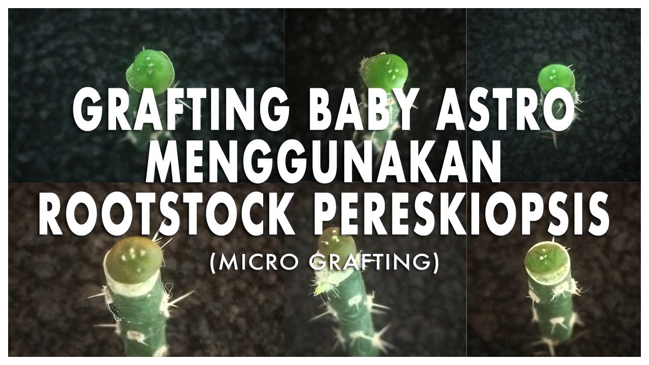 #40 | GRAFTING KAKTUS BABY ASTRO DENGAN ROOTSTOCK KAKTUS PERESKIOPSIS (MICRO GRAFTING) | 17092020