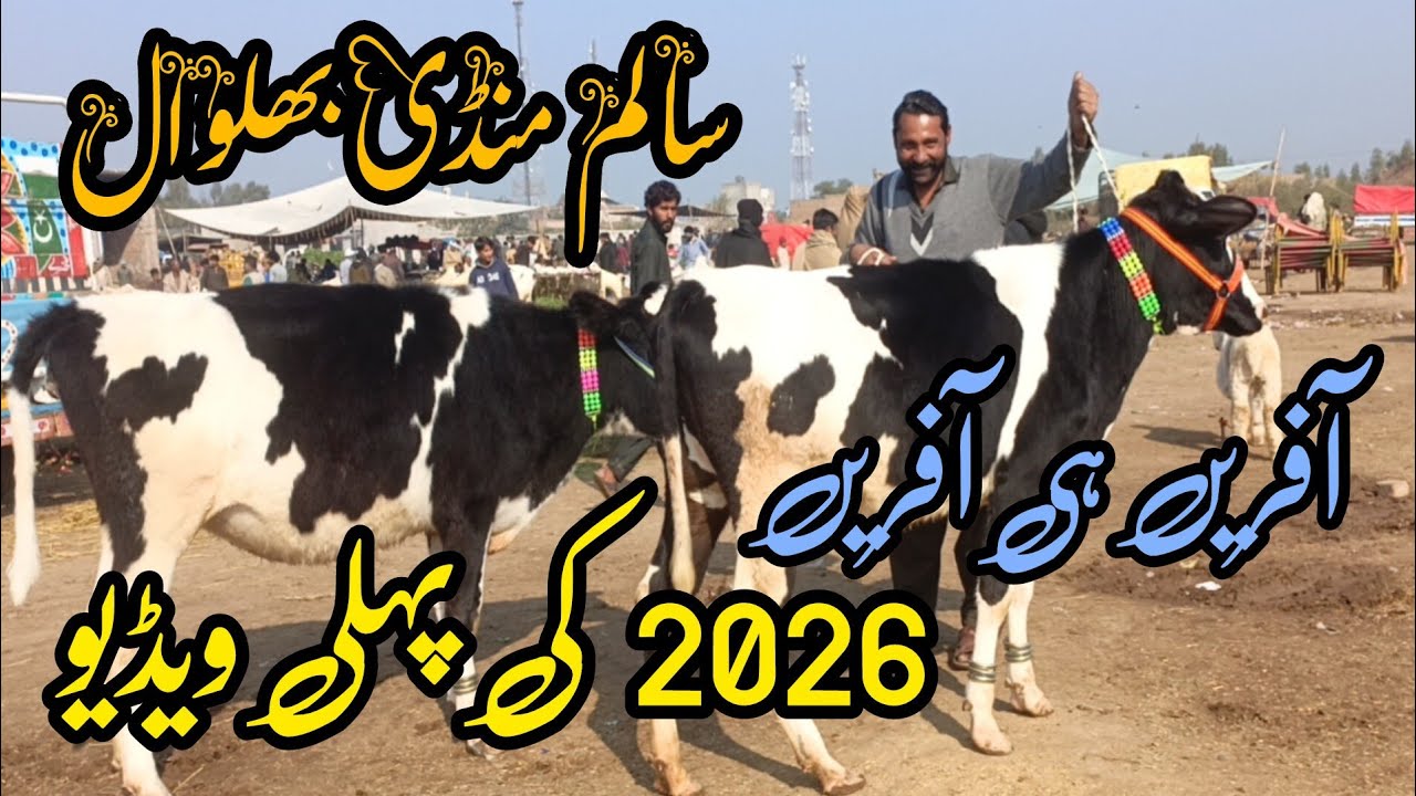 Salam Mandi || Australian Friesian Heifers | Holstien Friesian Hiefer | Jersey Heifers || 