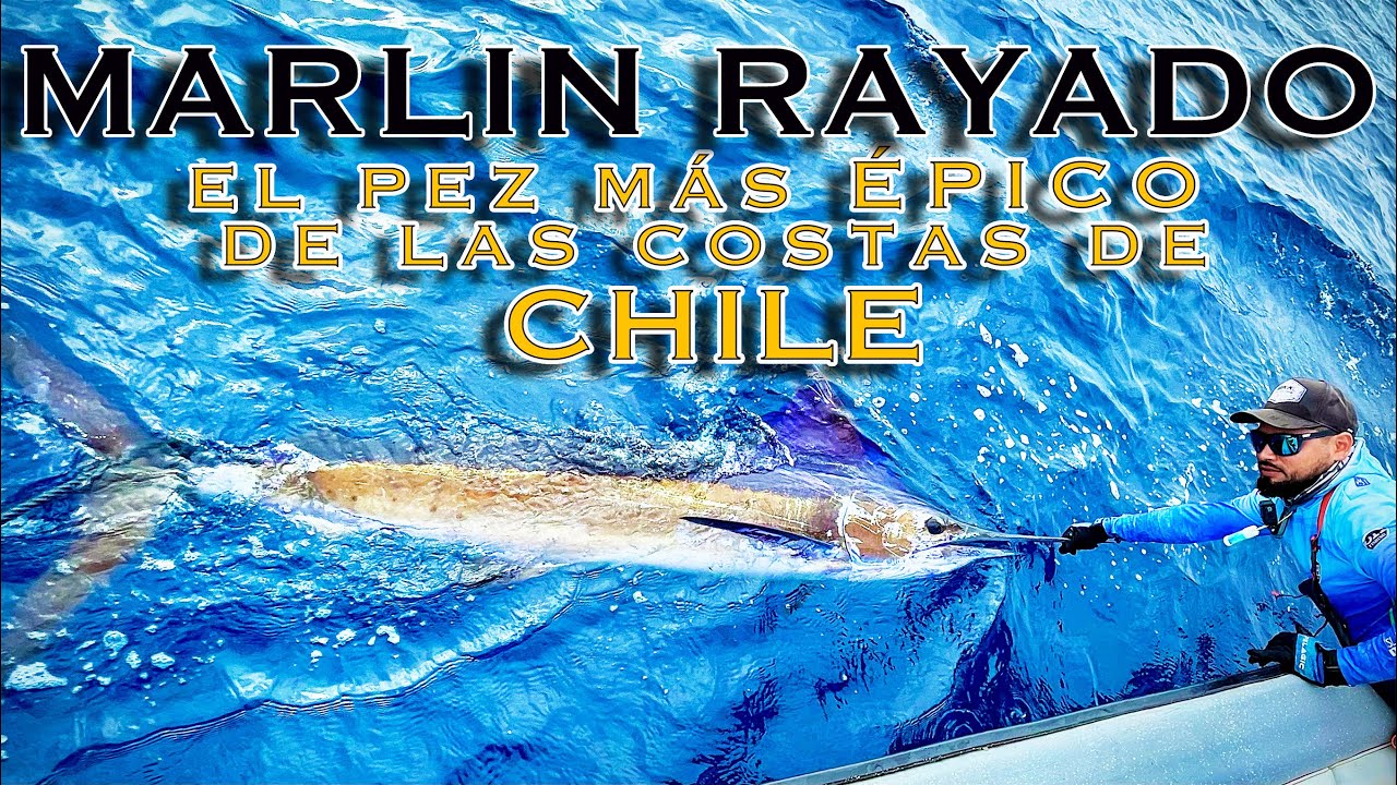 Marlin Rayado, el pez más Épico de las costas de Chile 🇨🇱🎣