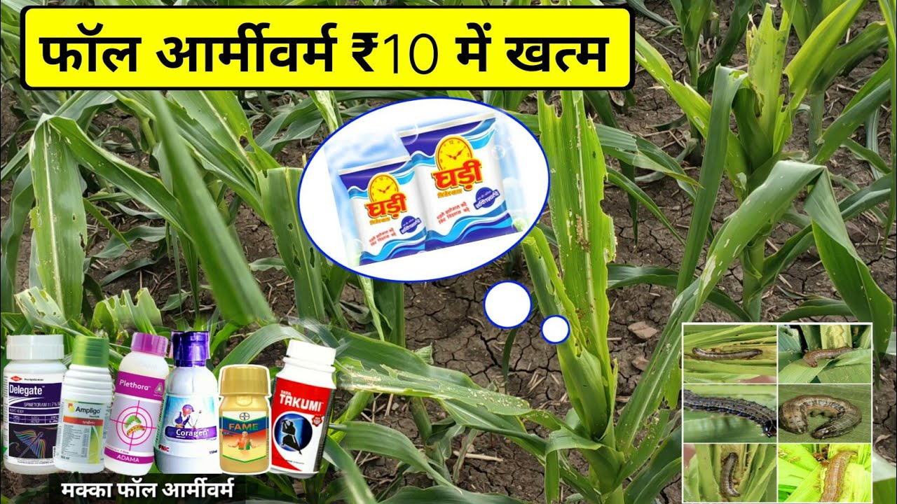Fall army worm नियंत्रण (मक्का) Coragen fame, डिटर्जेंट पाउडर, washing powder