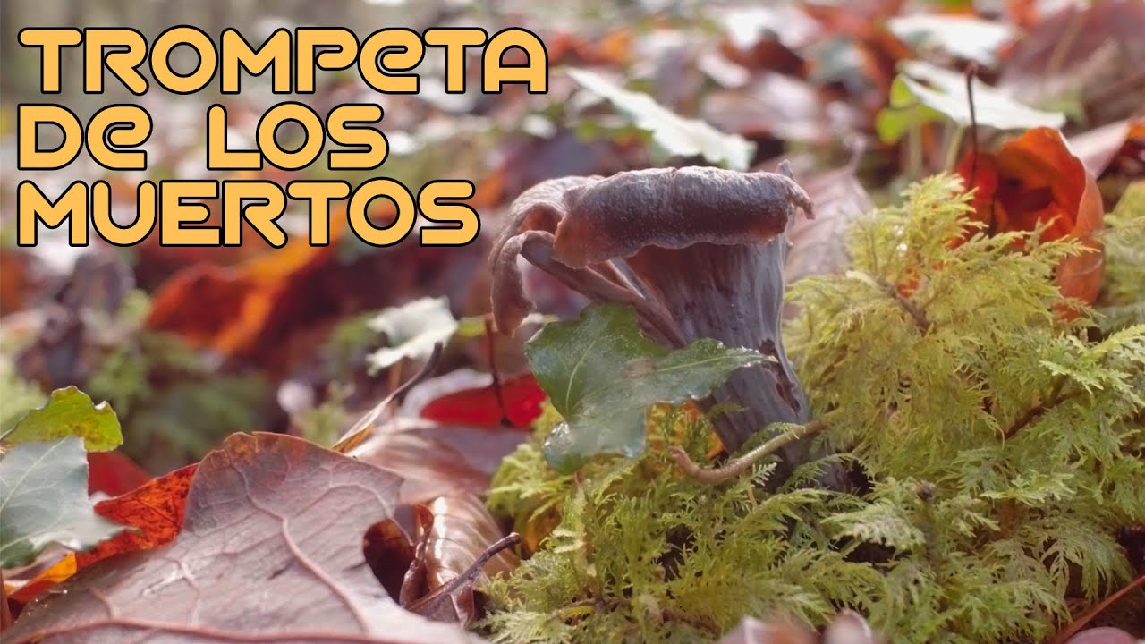 Como coger y diferenciar la TROMPETA DE LOS MUERTOS (Craterellus cornucopioides)