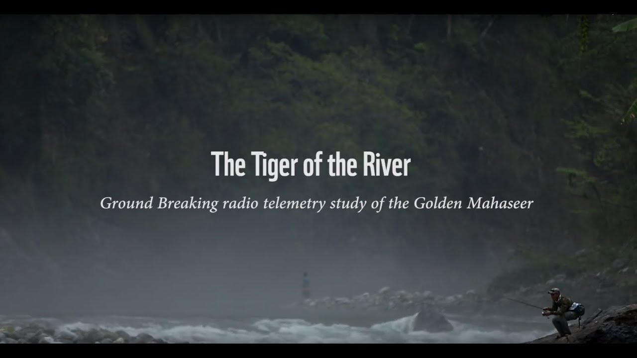 The Tiger of the River
