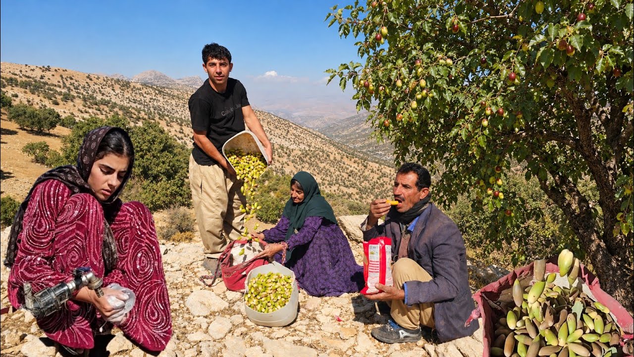 🌿 Nomadic Life: Salman&rsquo;s Mountain Journey & Oak Acorns 🐑