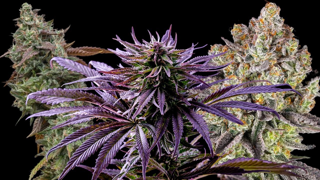 Exotic cultivars