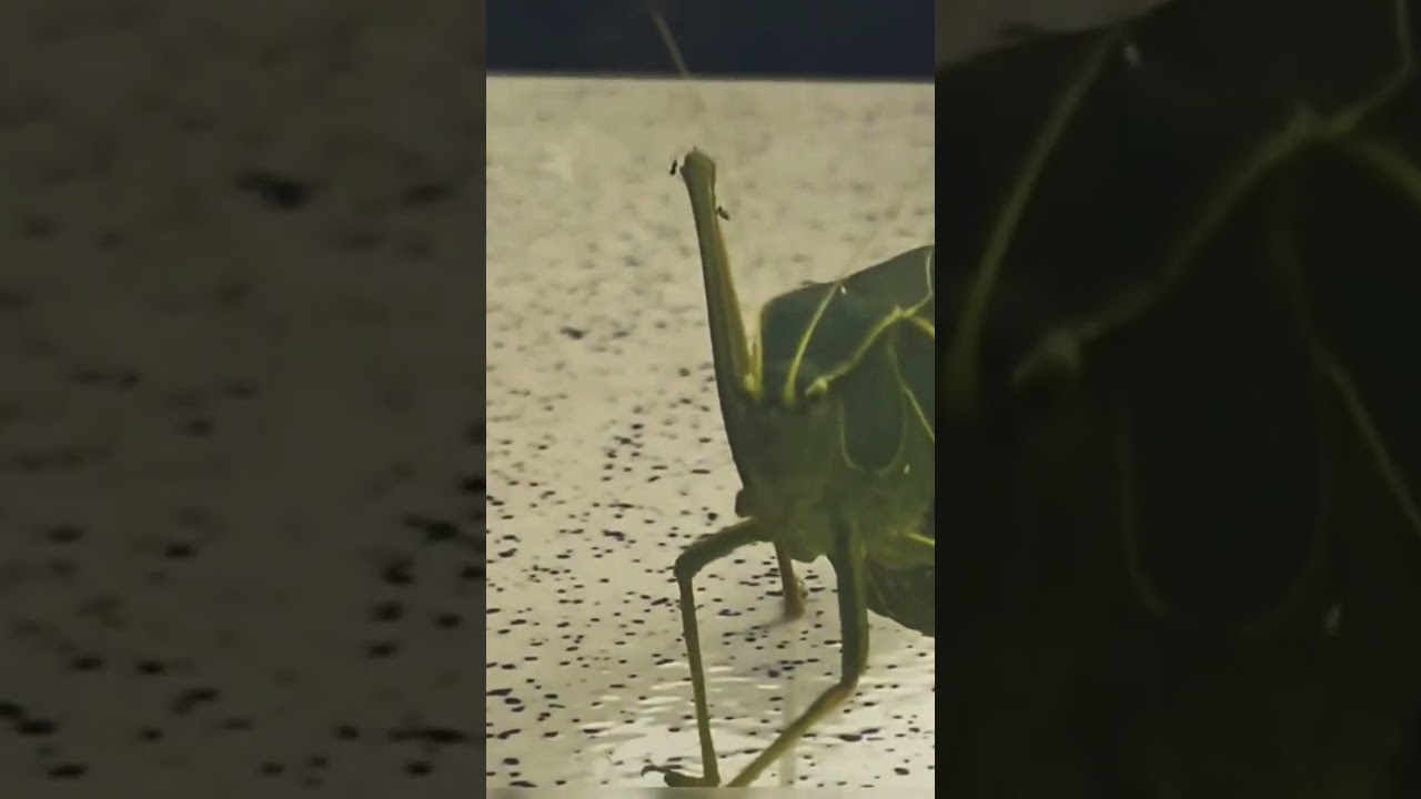 Grasshopper #brainrot