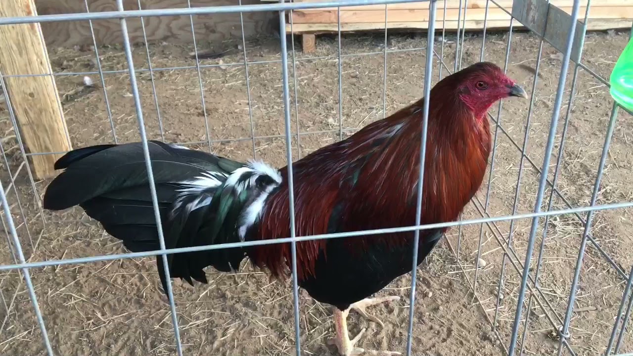 Enseñando algunos GALLOS FINOS pura 🔥🔥🔥
