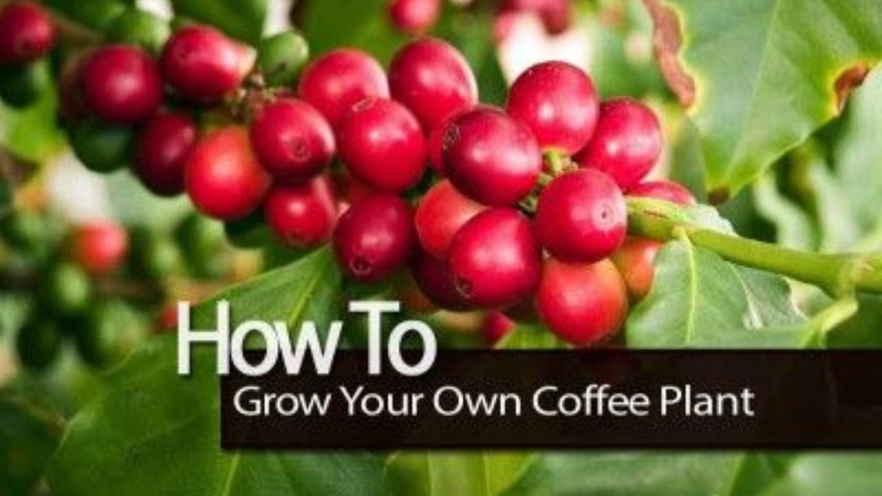 How to Grow Coffee Beans || Step-by-Step Guide ||  A Beginner's Guide | 5 min garden pro