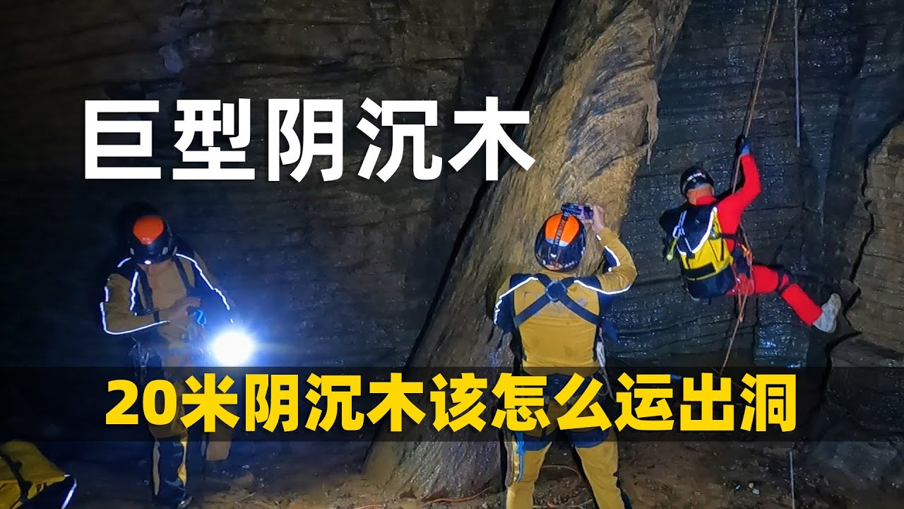 百米深坑发现几十吨的阴沉木