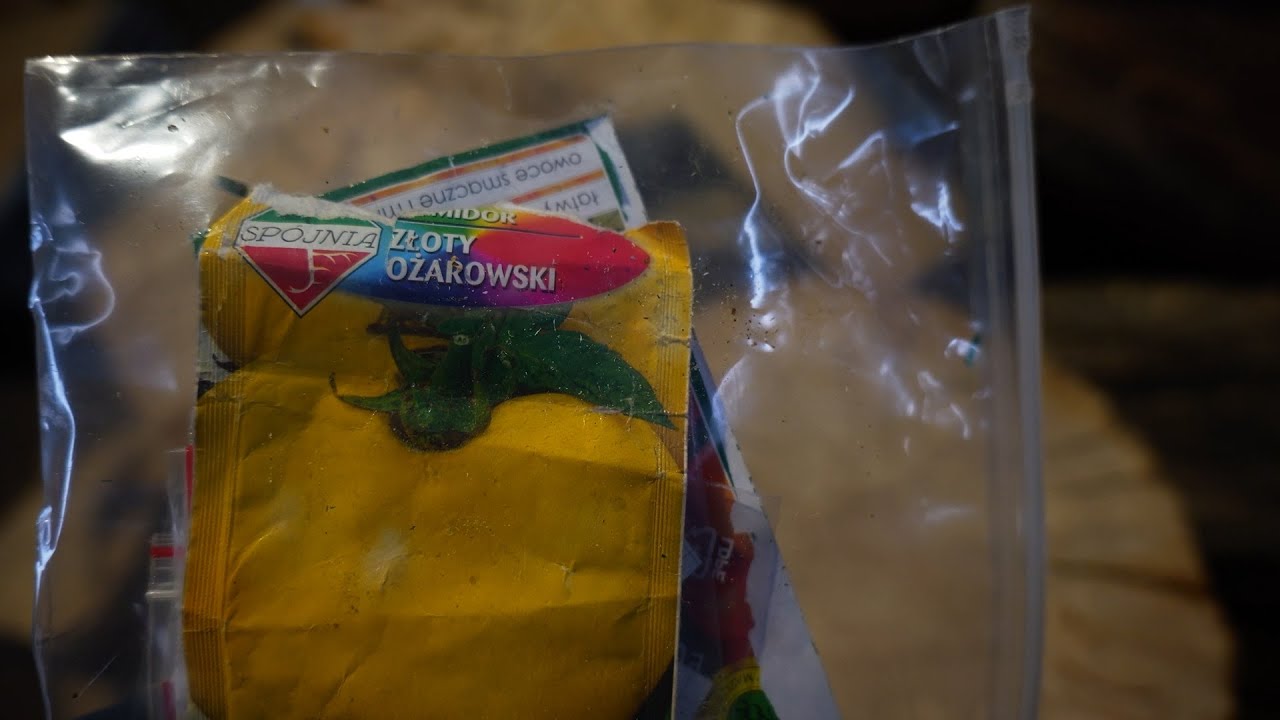 jak siać pomidory (moja najlepsza odmiana🍅)