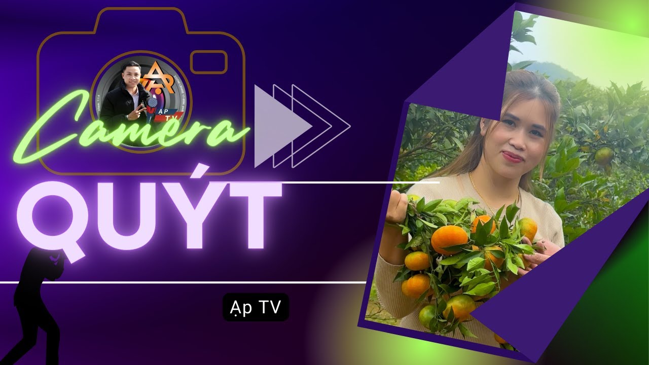 Mời các bạn cùng Ạp TV thăm vườn Quýt tại xã Vùng cao Vân Sơn #tanlac #hoabinh