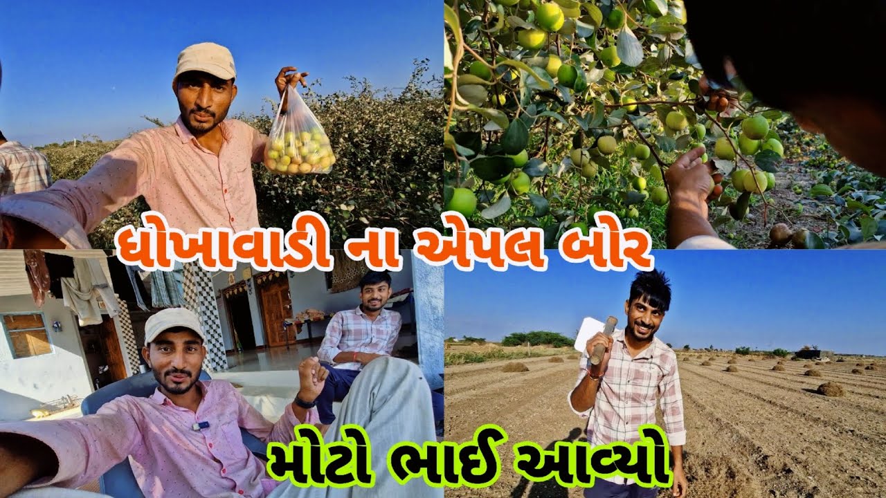 મોટો આવ્યો||ધોખાવાડી ના એપલ બોર નો બગીચો||farming life 