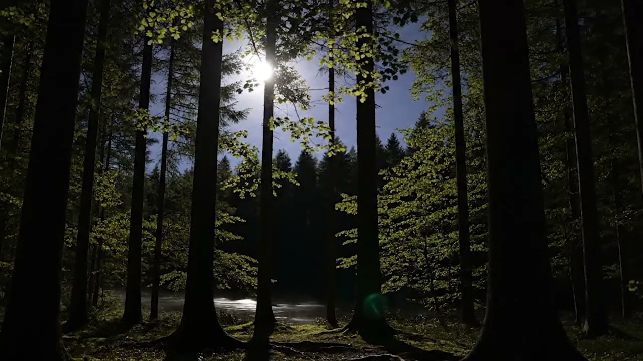 Realtime Dark Forest Wind 🌲🌙 - 4K Night Ambience for Deep Sleep - 10 Hours Dark Forest Loop Video