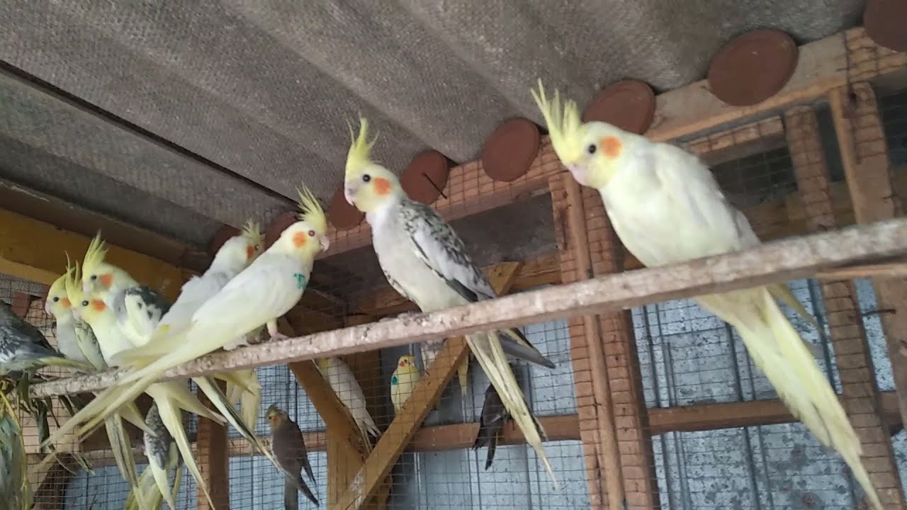 Молодняк корелл, и немного о неразлучниках.