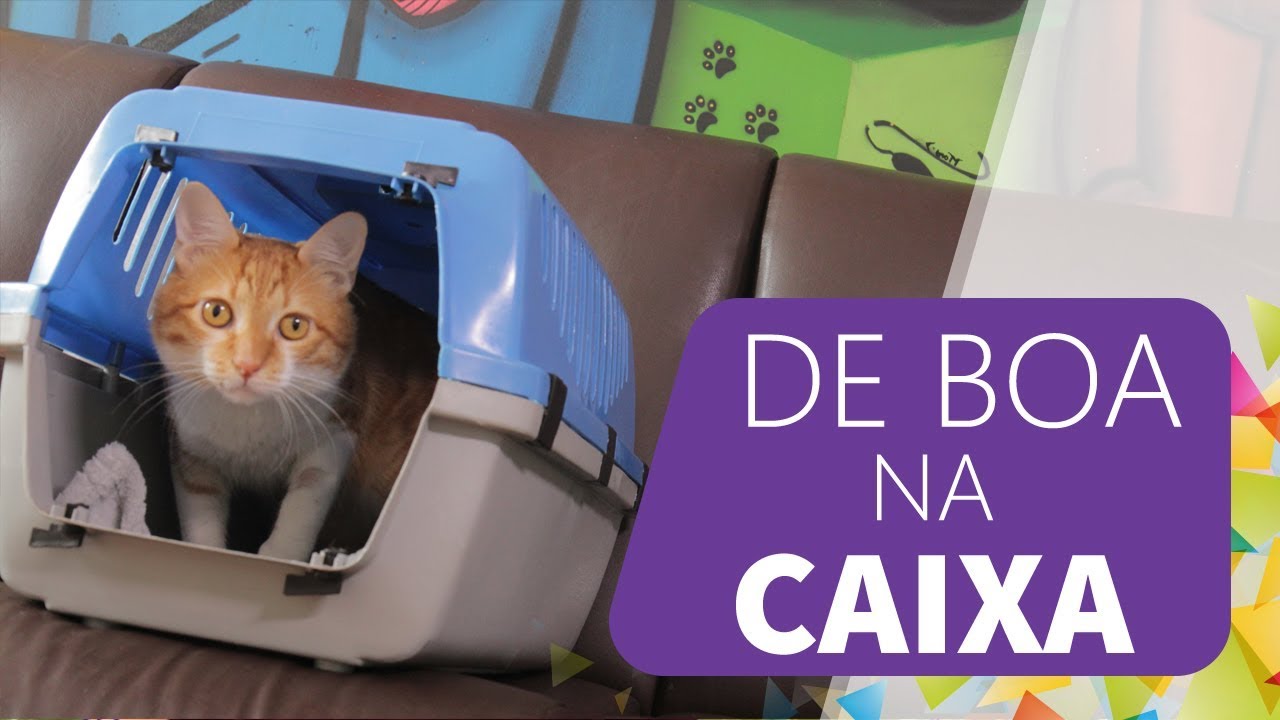 Como acostumar seu GATO na CAIXA DE TRANSPORTE?
