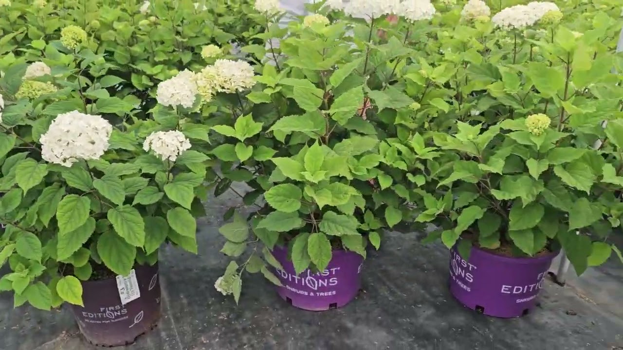 Hydrangea flowerful