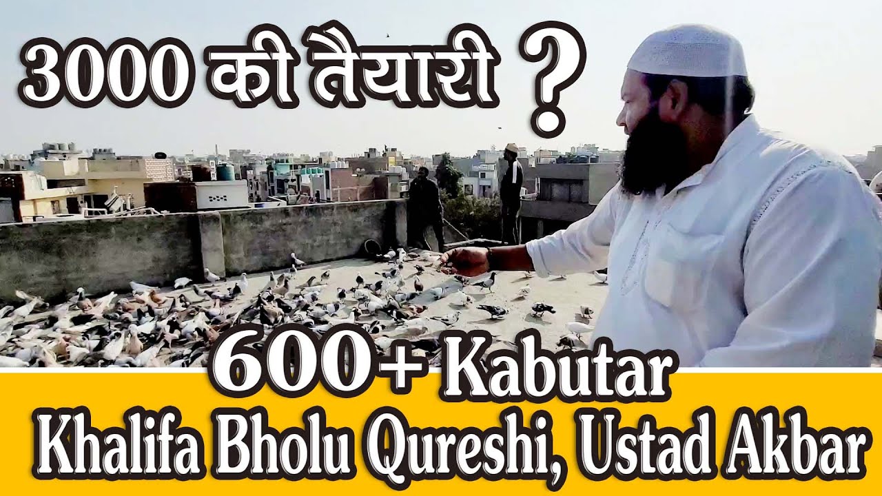Khalifa Bholu Qureshi K 600 Kabutar Ka Shok, Delhi Ki Kabutar Bazi