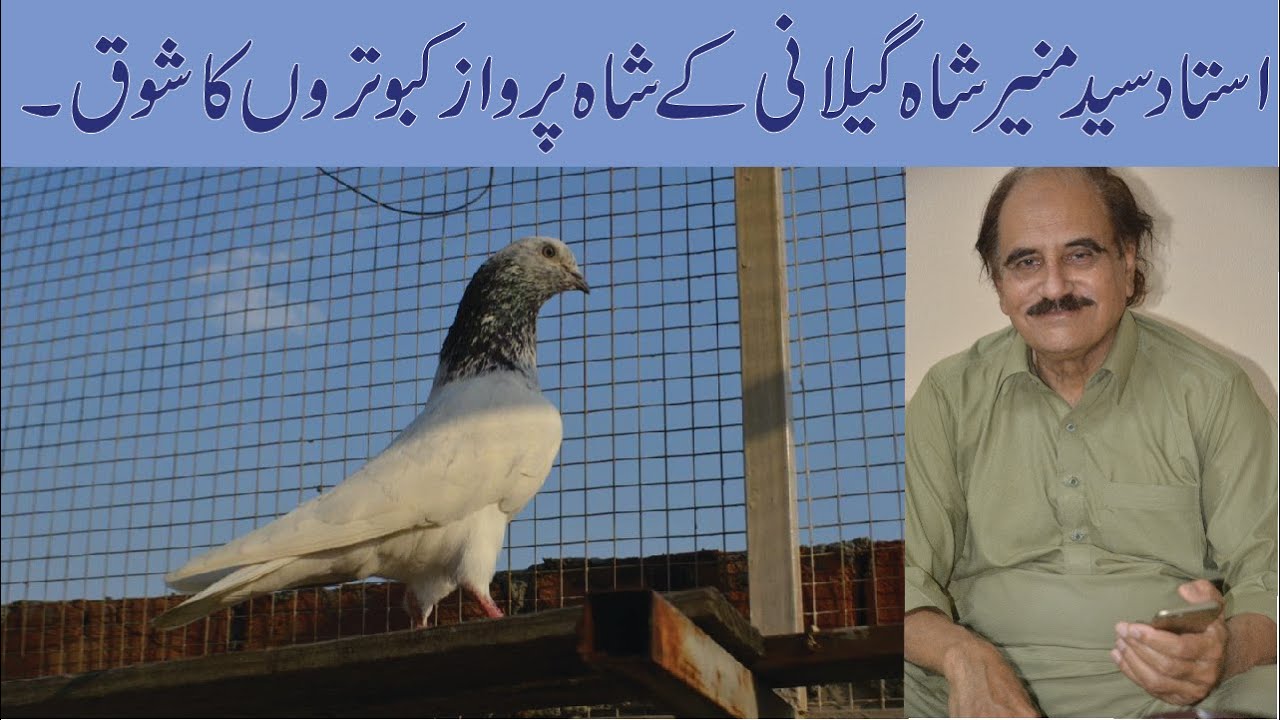 ustad syed muneer shah geelani ka shah parwaz kabutaron ka shoq
