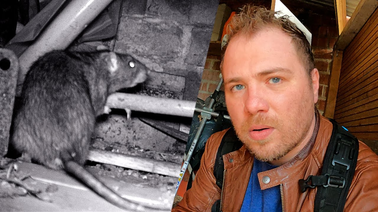 Comment chasser les RATS de son poulailler ? (Résultat 24h)