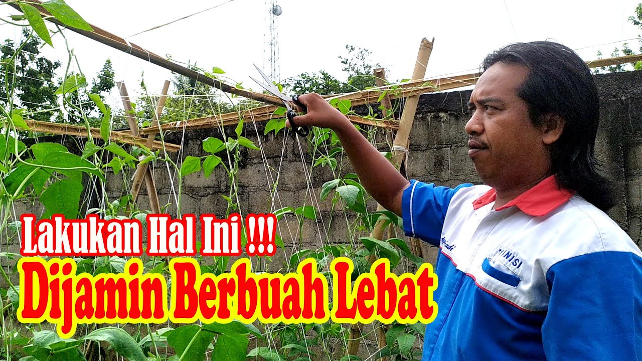 Rahasia Kacang Panjang Berbuah Lebat