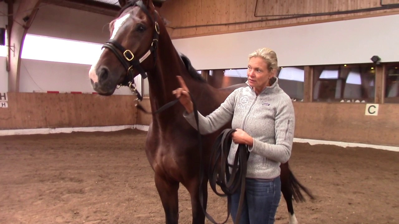 Was tun, wenn das Pferd beim Führen überholt. Andrea Kutsch erklärt.
