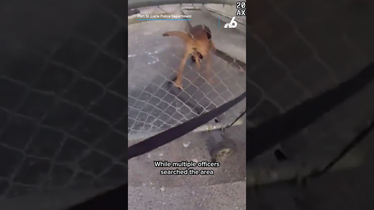 K9 helps in search of missing child with autism