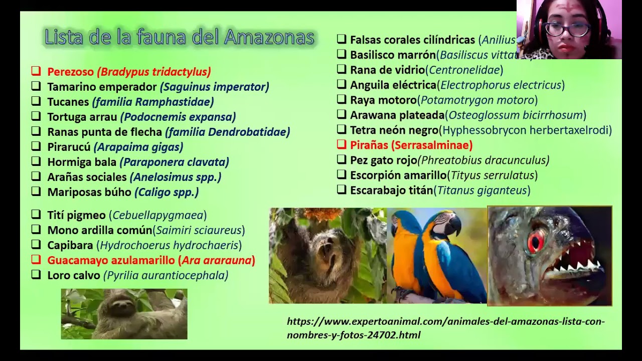 Fauna del Amazonas🐍🐆🍄🦋🐛🐬🐊🌷